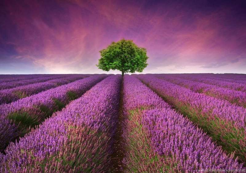 Paint by numbers 30x40 cm Lavender field