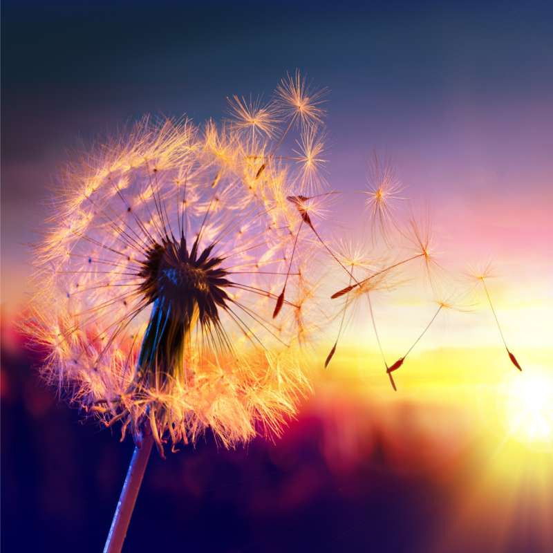 Diamond Painting 30x30 cm Dandelion, 23 colors, fac. 3