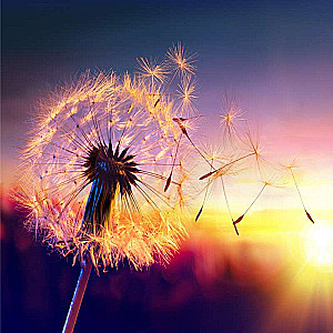 Diamond Painting 30x30 cm Dandelion, 23 colors, fac. 3