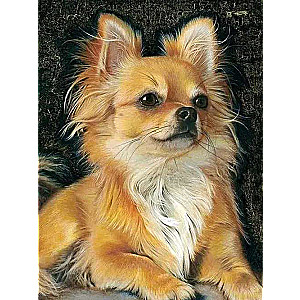 Diamond mosaic 30x40 cm Chihuahua, 26 colors, 4 sizes