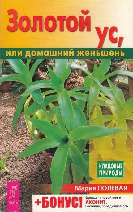 Golden Mustache, or Home Ginseng