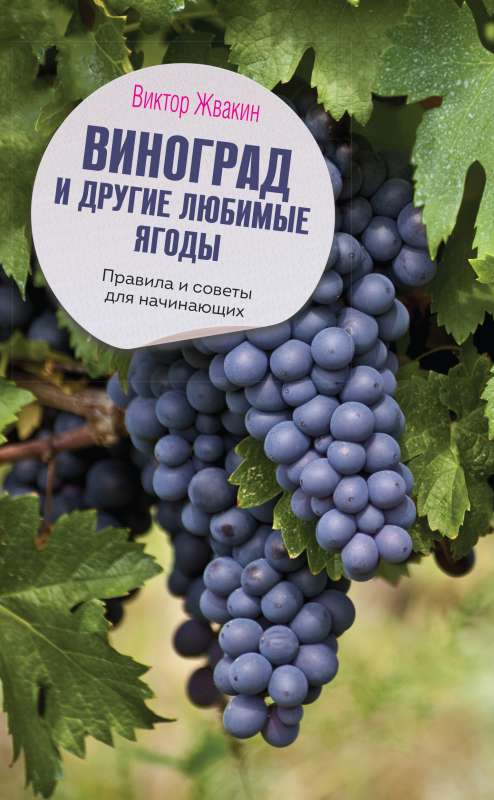 Grapes and Other Favorite Berries. Rules and Tips for Beginners