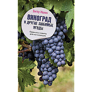 Grapes and Other Favorite Berries. Rules and Tips for Beginners