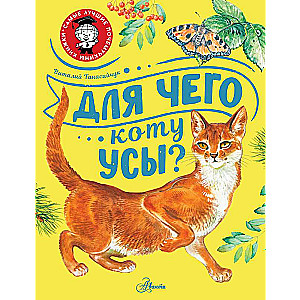 Why Do Cats Have Whiskers?