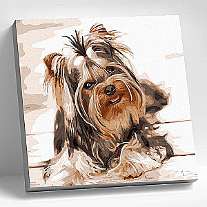 Numbered painting 30x30 YORKSHIRE TERRIER 16 colors