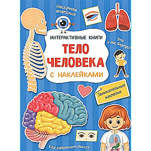 Тело человека