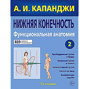 Нижняя конечность: Функциональная анатомия