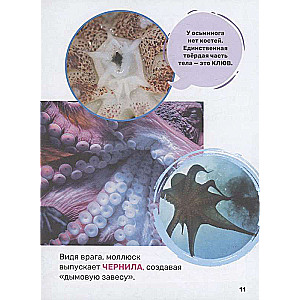 Underwater World. The First Encyclopedia for Kids