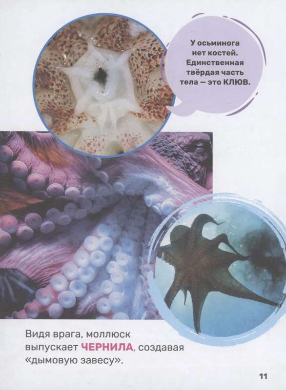Underwater World. The First Encyclopedia for Kids