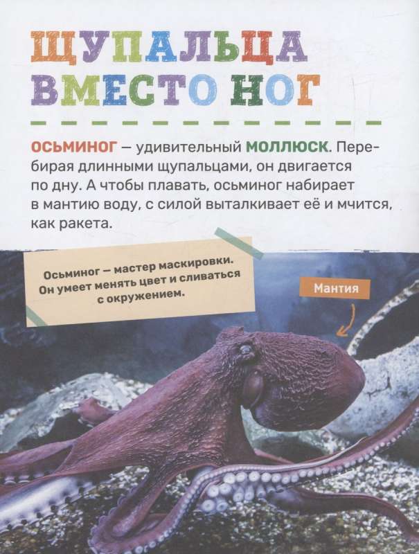 Underwater World. The First Encyclopedia for Kids