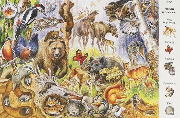 Animals. Wimmelbuch
