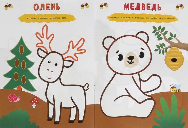 Forest Animals