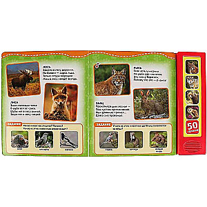 Musical Book Forest Animals