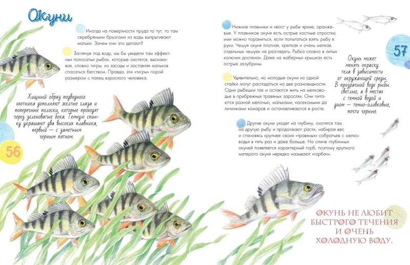 The Life of the Pond