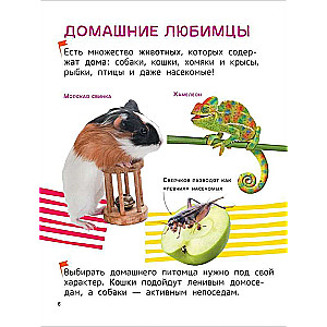 Pets