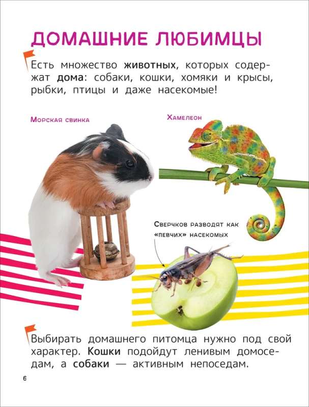 Pets