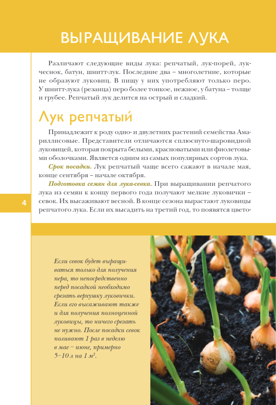 Onion, garlic, greens. Planting. Care. Protection. Harvesting. Storage