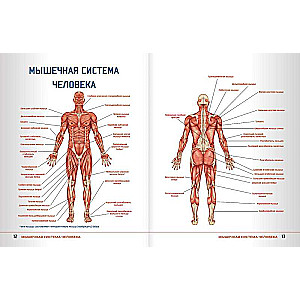 Anatomy of Strength Exercises with Augmented Reality
