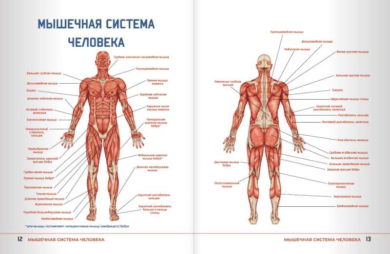 Anatomy of Strength Exercises with Augmented Reality