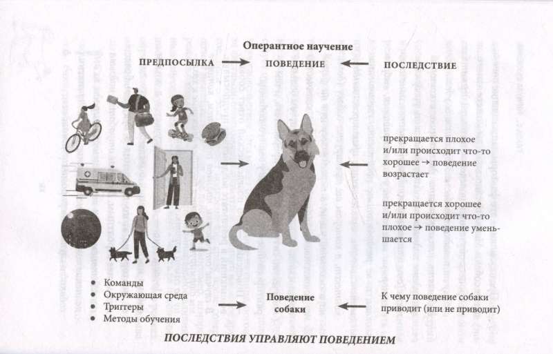 Come to me! How to Teach a Dog to Instantly Return on Command
