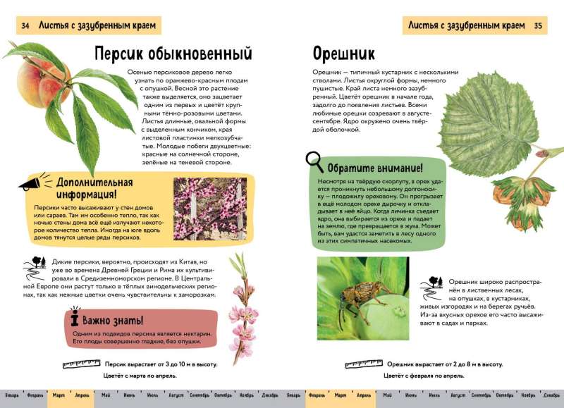 Plants. A Brief Illustrated Guide