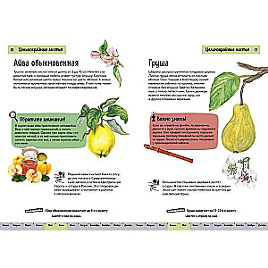 Plants. A Brief Illustrated Guide