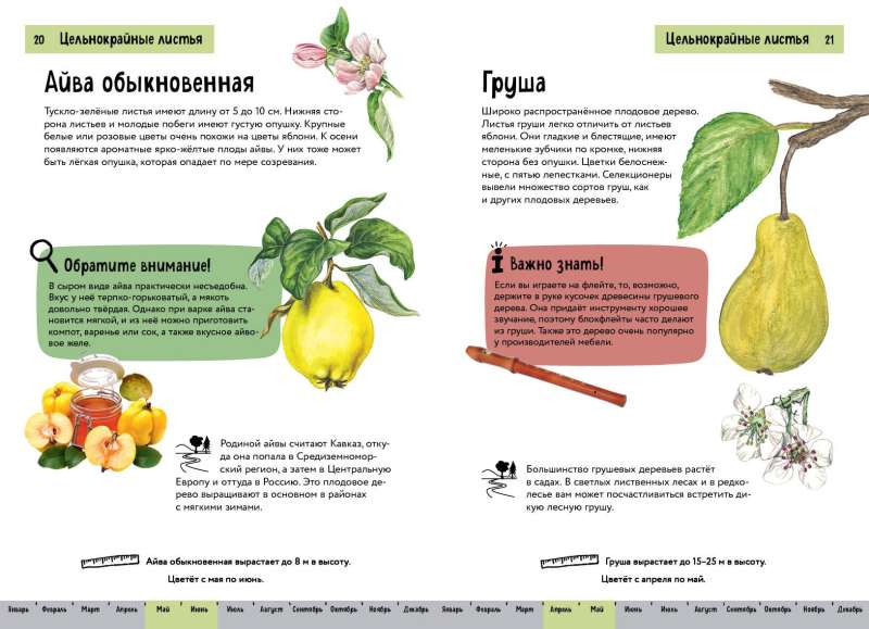 Plants. A Brief Illustrated Guide