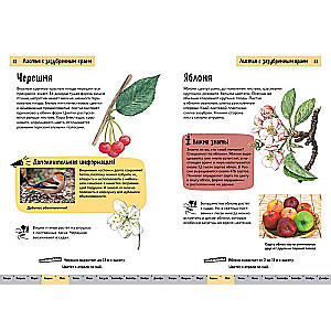 Plants. A Brief Illustrated Guide