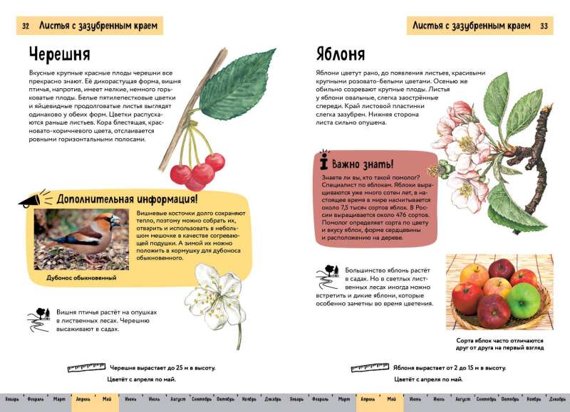 Plants. A Brief Illustrated Guide