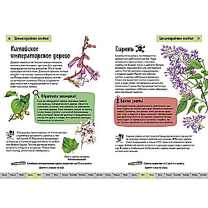 Plants. A Brief Illustrated Guide