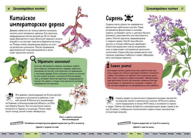 Plants. A Brief Illustrated Guide