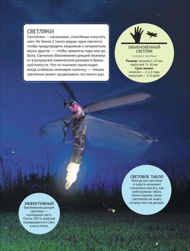 Incredible Insects