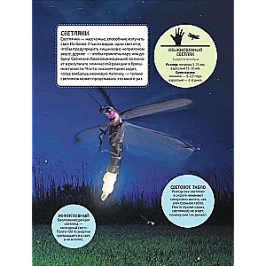 Incredible Insects