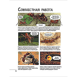 Incredible Insects