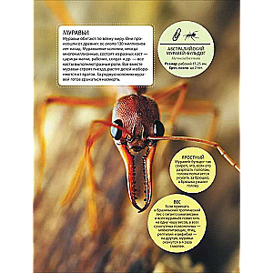 Incredible Insects
