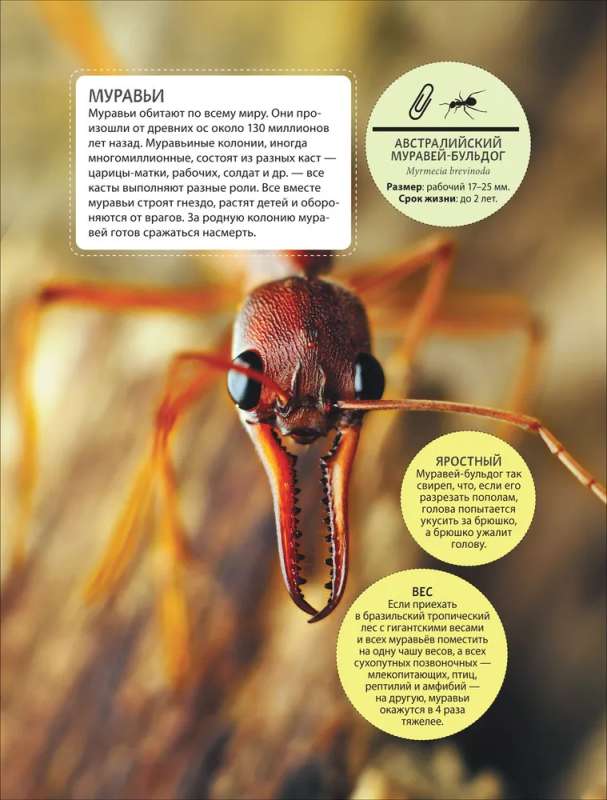 Incredible Insects
