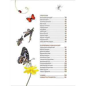 Incredible Insects