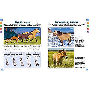 Horses