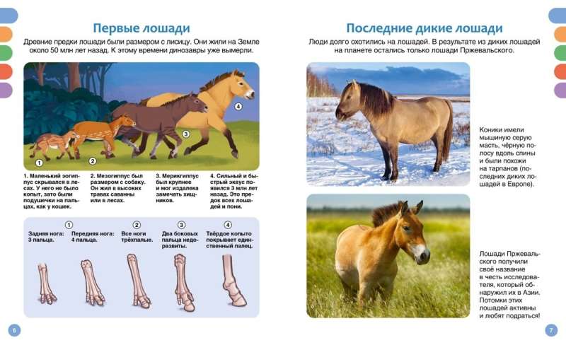 Horses