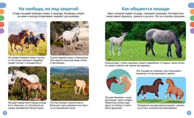 Horses