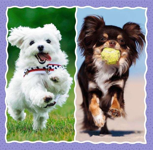 3in1 Trefl Puzzle: Lovely Dogs