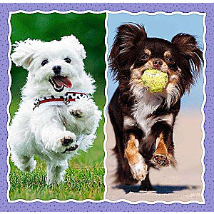 3in1 Trefl Puzzle: Lovely Dogs