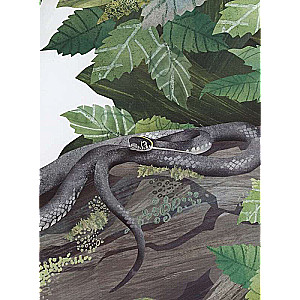 Snakes. The Magnificent Ten