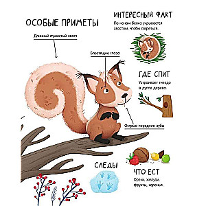 Forest Animals
