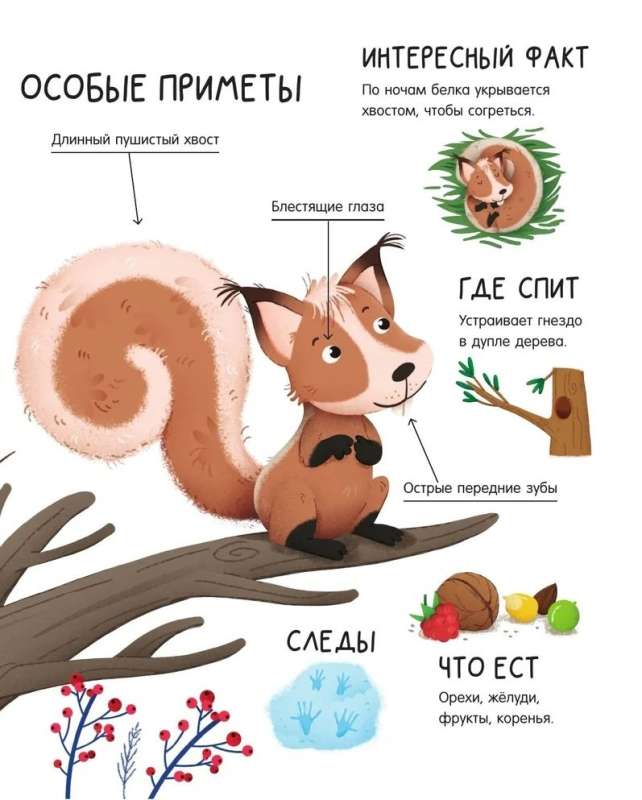 Forest Animals