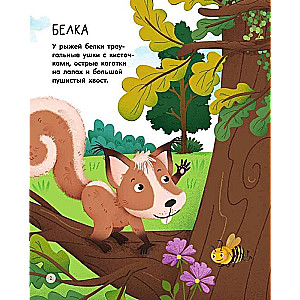 Forest Animals