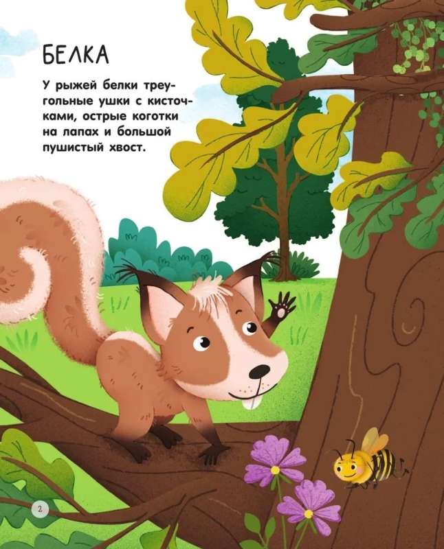 Forest Animals