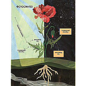 The Language of Plants. Understanding How Plants Communicate