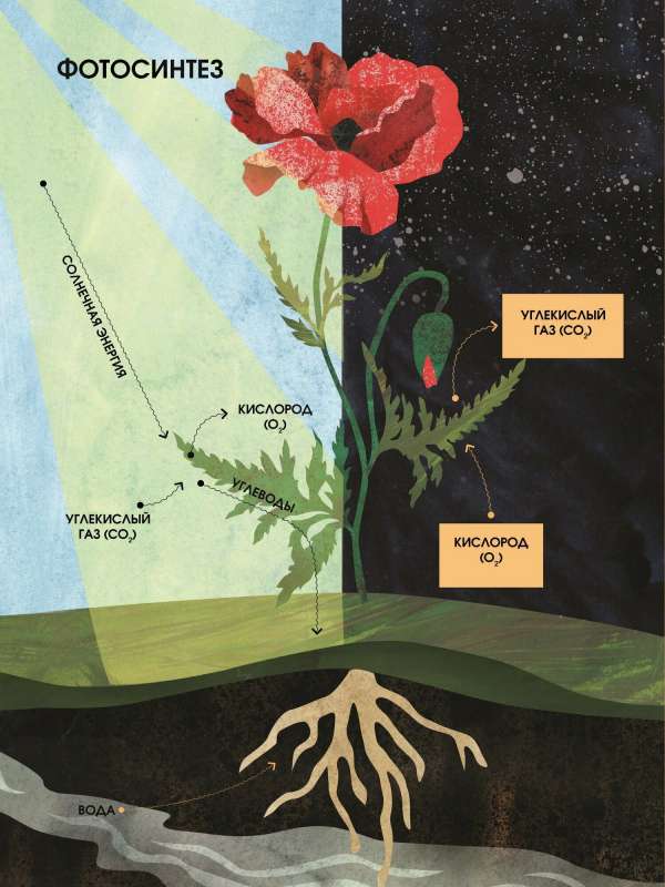 The Language of Plants. Understanding How Plants Communicate