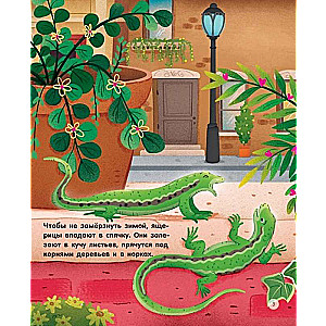 Urban Animals